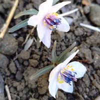 セツブンソウ,公園,癒し,散策,花のある暮らしの画像