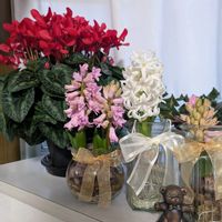 ヒヤシンス,ヒヤシンス 水耕栽培,テイタテイト,ヒアシスターズの画像