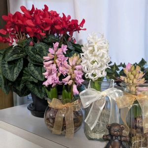 ヒヤシンス,ヒヤシンス 水耕栽培,テイタテイト,ヒアシスターズの画像