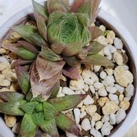 ハオルチア,青雲の舞,レツーサ,チャイナドレス,エメラルドフラッシュの画像