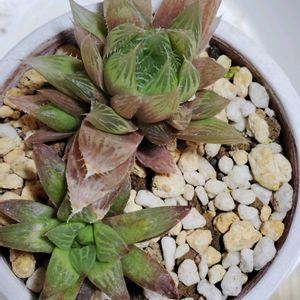 ハオルチア,青雲の舞,レツーサ,チャイナドレス,エメラルドフラッシュの画像