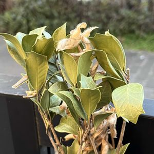 柊（ひいらぎ）,可愛い,癒される,美しい,昨日のお花の画像