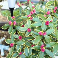 ジンチョウゲ,にわの画像