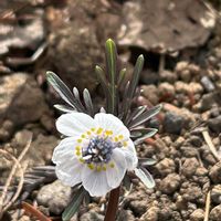 セツブンソウ,セツブンソウ,いつもありがとう,野草　山野草,☆携帯撮影☆の画像