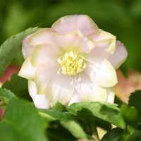 クリスマスローズ,クリスマスローズ   利休,クリスマスローズ　桜利休,花のある暮らし,曽田園芸の画像