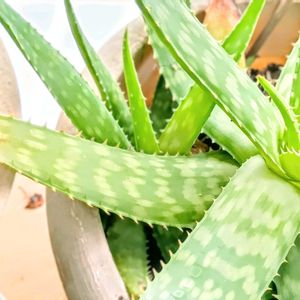 心豊かに,不思議,思い出,学ぶ,頑張ってる花の画像