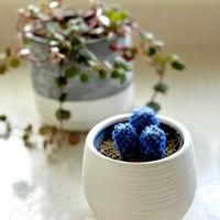 クリスマスローズ,プリムラ,ペペロミア,シレネ・ユニフローラ,マミラリア グラシリス 明日香姫の画像