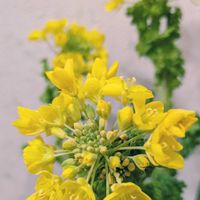 菜の花,菜の花,切り花を楽しむ,可愛いお花達,世界に平和をの画像