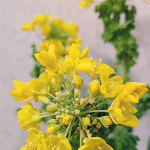 菜の花,菜の花,切り花を楽しむ,可愛いお花達,世界に平和をの画像