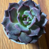 紅葉,エケベリア,多肉植物,記録,置き場所問題の画像