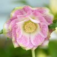 クリスマスローズ,花のある暮らし,曽田園芸,甘露寺利休の画像