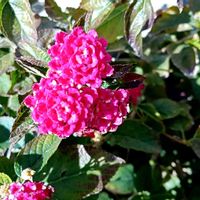 アガパンサス,ジャーマンアイリス,ジャーマンアイリス,ヒャクニチソウ,ヒャクニチソウの画像