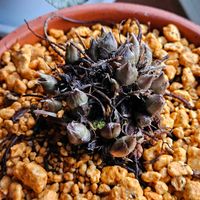 雪割草,雪割草,山野草,チーム長野,窓辺の画像