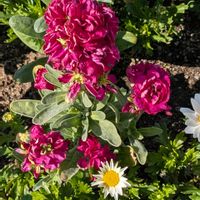 ストック,パンジー,パンジー,プリムラ　ジュリアン,真っ赤な火曜日の画像