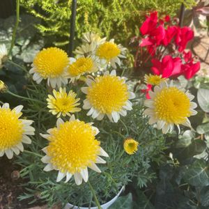 マーガレット,マーガレットソレミオ,ガーデニング,花のある暮らし,黄色の花の画像