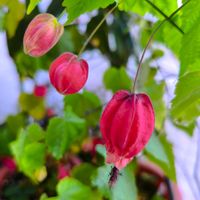 アブチロン,花のある暮らし,GSに感謝。,花は癒やし♡,繋がりに感謝✨の画像