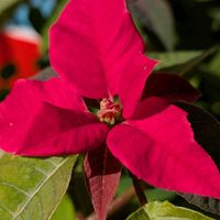 ポインセチア,ポインセチア,胡蝶の舞,冬珊瑚,冬珊瑚の画像