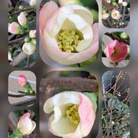 サイネリア,サイネリア,バラ,木瓜(ボケ),木瓜(ボケ)の画像