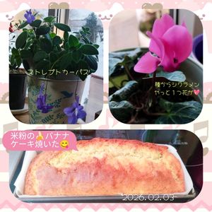 花のある暮らし,種から育てる,花いろいろ,プランターや鉢,和室の画像