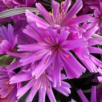 レウィシア,お散歩の画像