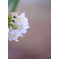 スイセン ペーパーホワイト,広い庭の画像