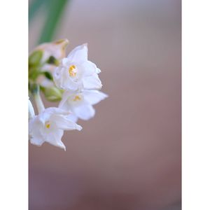 スイセン ペーパーホワイト,広い庭の画像