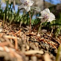 セツブンソウ,キバナセツブンソウ,ロコモコ丼,iPhone撮影,大船フラワーセンターの画像