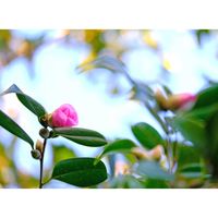 ワビスケ,広い庭の画像