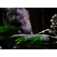 ヤツデ,おでかけ先,泉自然公園,千葉市若葉区の画像