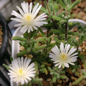 ドロサンテマム オレンジリーフ,花が咲いた,小さい庭の画像