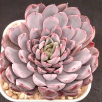 多肉植物,エケベリア属,多肉大好き,多肉植物 エケベリア,植物育成ライトの画像