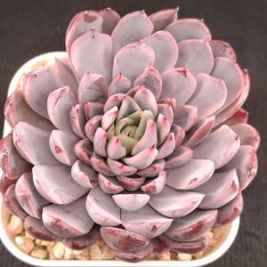 多肉植物,エケベリア属,多肉大好き,多肉植物 エケベリア,植物育成ライトの画像