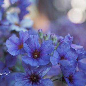 ネメシア,ベゴニア,プリムラマラコイデス,ガーデニング,flowerの画像