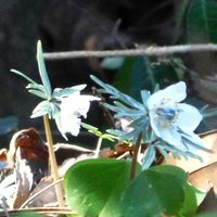 セツブンソウ,節分草,白い花,今日のお花の画像