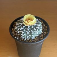 サボテン,多肉植物,ベランダ,リビング・ダイニングの画像