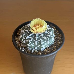 サボテン,多肉植物,ベランダ,リビング・ダイニングの画像