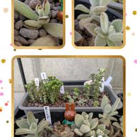 ウメ,月兎耳,黒兎耳,白うさぎ,テディベアの画像