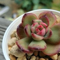 ハオルチア,姫満月錦,エケベリア属,エケベリア レッドドラゴンの画像