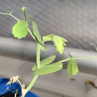 野鳥(コウノトリ),野鳥(コウノトリ),スジなしスナップエンドウ,フィールドスコープ,野鳥の画像