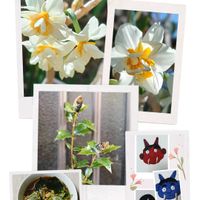 祈り,福よ来い,冬から春へ,季節を感じる暮らし,キッチンの画像