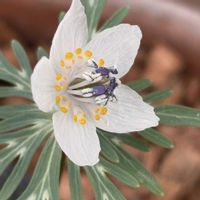 セツブンソウ,セツブンソウ,セツブンソウ,セツブンソウ,温室の画像