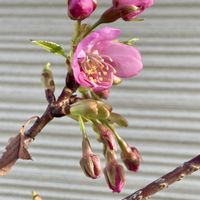 サクラ,サトザクラ,サトザクラ,鉢植え,花のある暮らしの画像