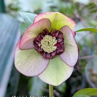 クリスマスローズ,クリスマスローズ,ガーデニング,花のある暮らし,おうち園芸の画像