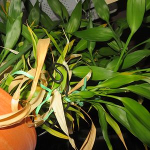 ミリオンバンブー,ドラセナ・サンデリアーナ,富貴竹,観葉植物,インテリアグリーンの画像