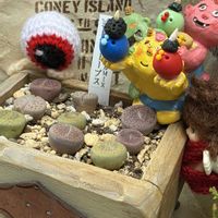 リトープス,クモマグサ,ハリネズミ,ペコちゃん,節分の画像