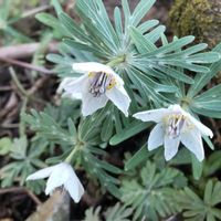 セツブンソウ,節分草,セツブンソウ(節分草),地植え,かわいい花の画像