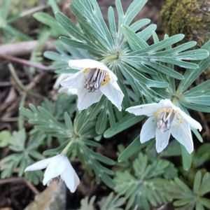 セツブンソウ,節分草,セツブンソウ(節分草),地植え,かわいい花の画像