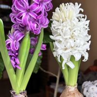 ヒヤシンス水栽培の画像
