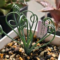 アルブカ,アルブカ スピラリス フリズルシズル,フリズルシズル,スピラリス,多肉植物の画像