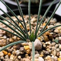 アルブカ,アルブカ スピラリス,スピラリス,多肉植物,多肉多肉多肉の画像